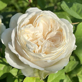 Shiratama Rose